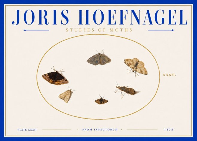 Joris Hoefnagel Studies of Moths III No6 - Poszter