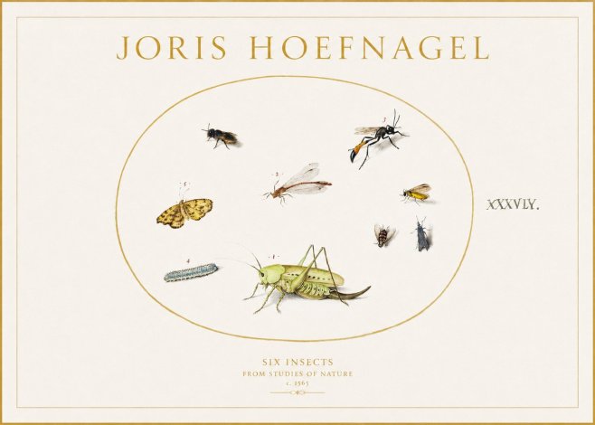 Joris Hoefnagel Six Insects from Studies of Nature C. 1565 No1 - Poszter