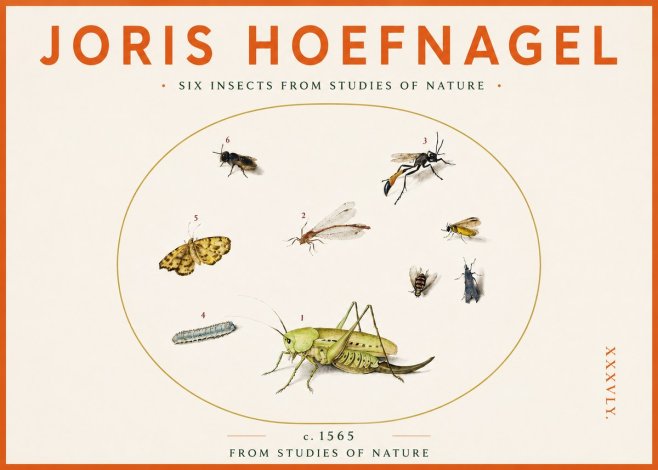 Joris Hoefnagel Six Insects from Studies of Nature C. 1565 No3 - Poszter