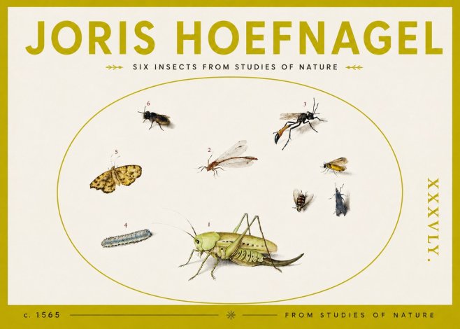 Joris Hoefnagel Six Insects from Studies of Nature C. 1565 No4 - Poszter