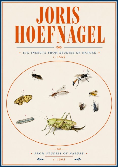 Joris Hoefnagel Six Insects from Studies of Nature C. 1565 No6 - Poszter