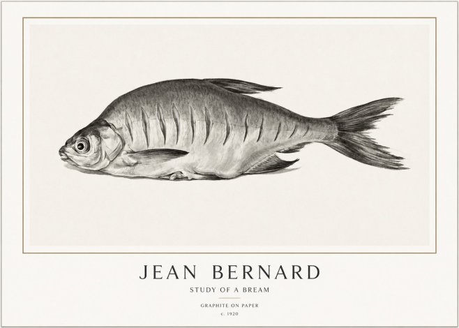 Jean Bernard Study of a Bream No1 - Poszter