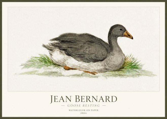 Jean Bernard Goose Resting No1 - Poszter