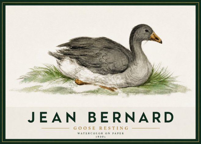 Jean Bernard Goose Resting No5 - Poszter