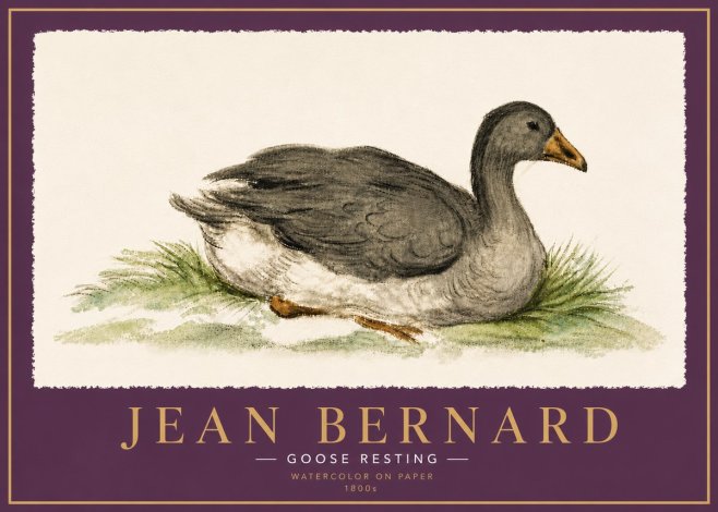 Jean Bernard Goose Resting No6 - Poszter