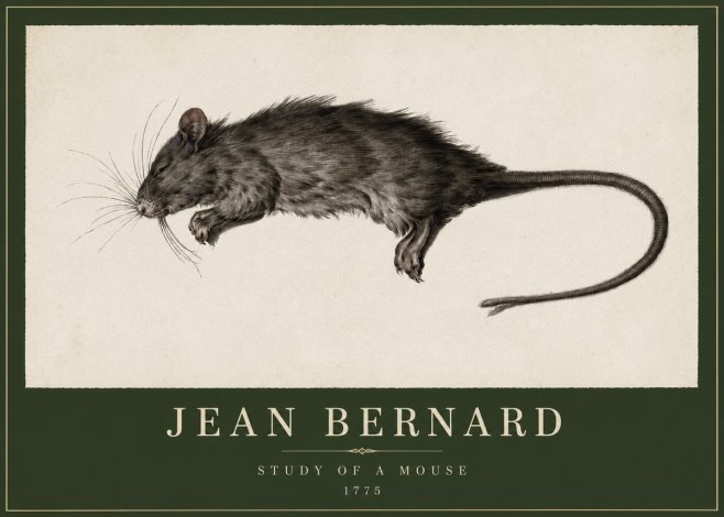 Jean Bernard Study of a Mouse II No2 - Poszter
