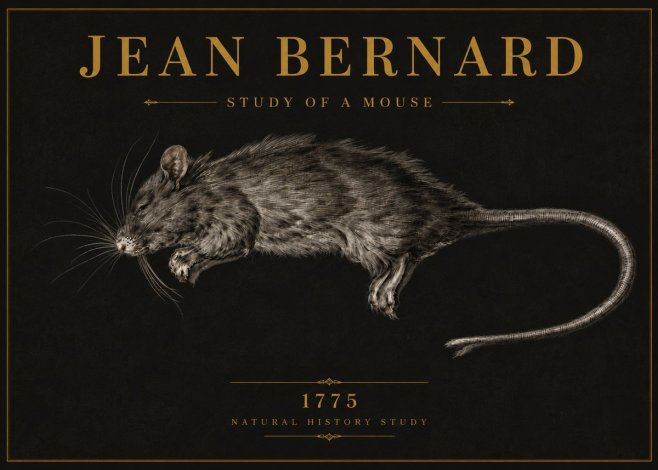 Jean Bernard Study of a Mouse II No6 - Poszter