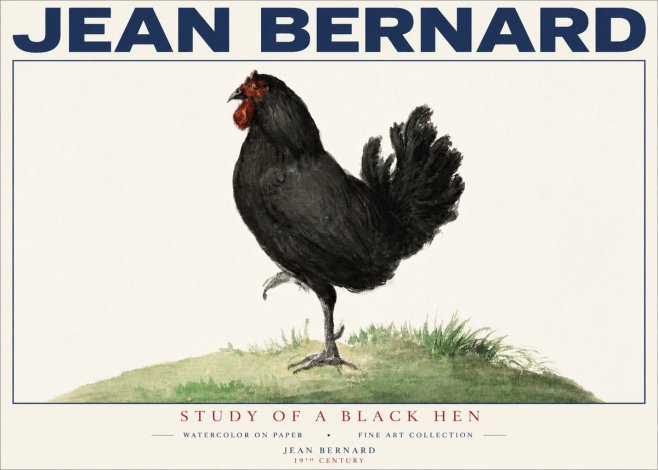 Jean Bernard Study of a Black Hen No4 - Poszter