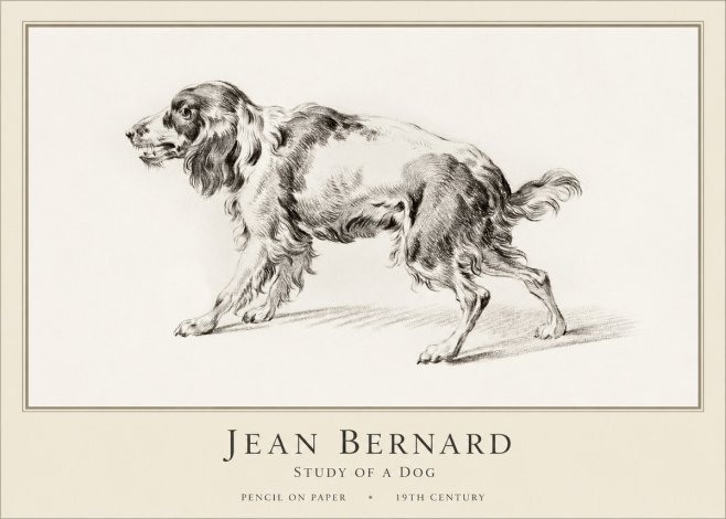 Jean Bernard Study of a Dog V No1 - Poszter
