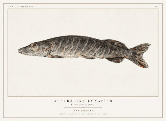 Jean Bernard Australian Lungfish No1 - Poszter