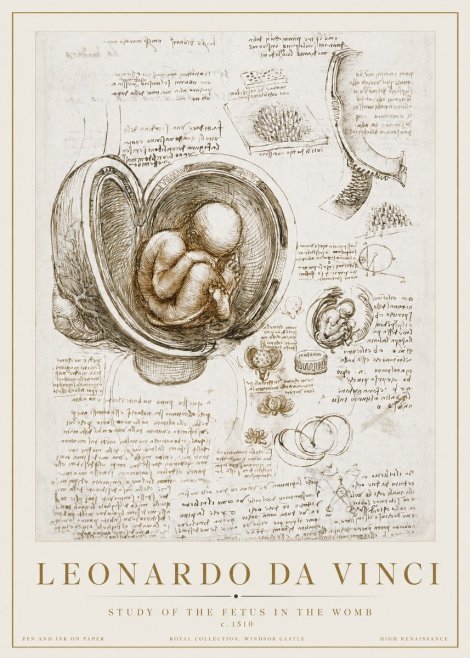 Leonardo da Vinci Studies of the Fetus in the Womb No3 - Poszter