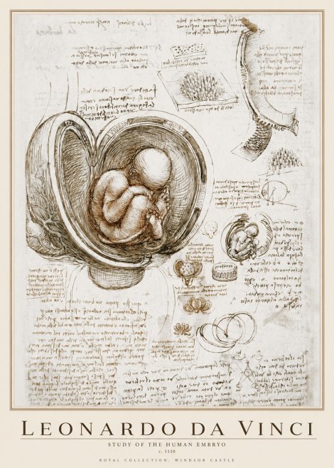 Leonardo da Vinci Studies of the Fetus in the Womb No4 - Poszter