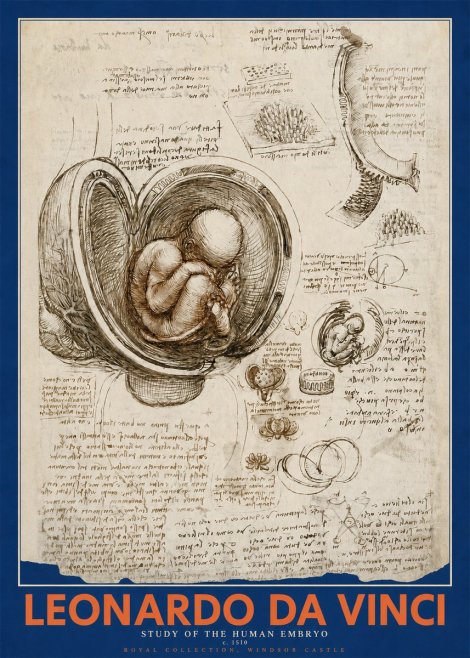 Leonardo da Vinci Studies of the Fetus in the Womb No5 - Poszter