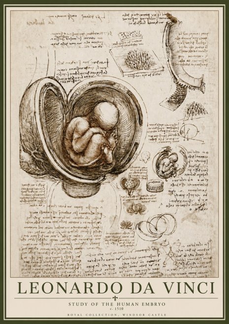 Leonardo da Vinci Studies of the Fetus in the Womb No6 - Poszter
