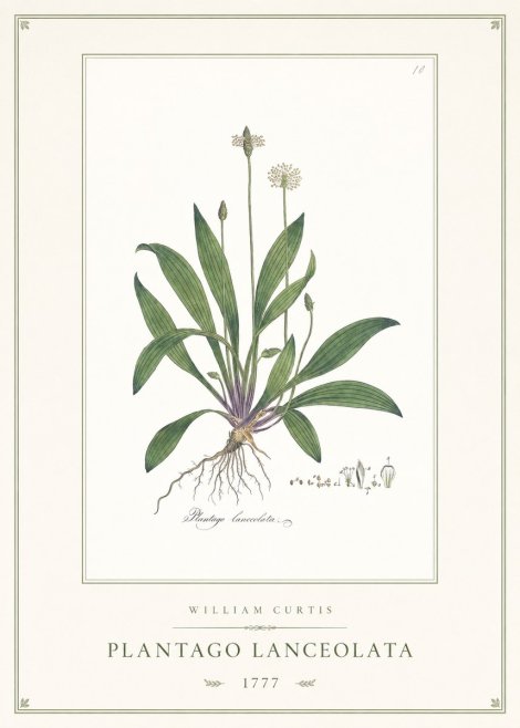William Curtis Plantago Lanceolata II No1 - Poszter