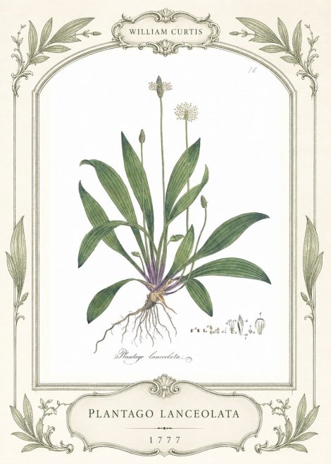 William Curtis Plantago Lanceolata II No4 - Poszter