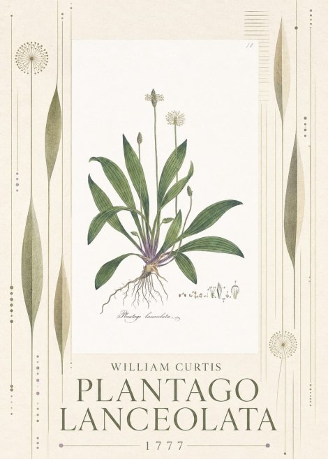 William Curtis Plantago Lanceolata II No5 - Poszter