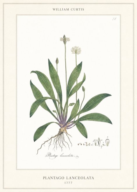 William Curtis Plantago Lanceolata II No6 - Poszter