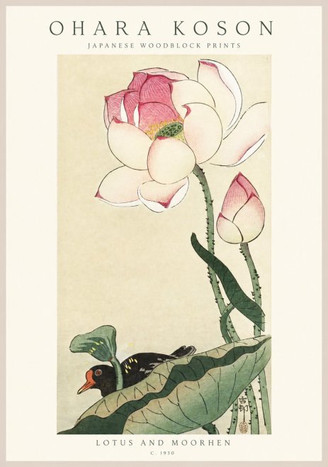 Ohara Koson Lotus and Moorhen No1 - Poszter