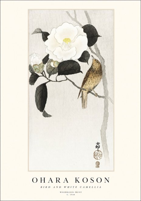 Ohara Koson Bird and White Camellia No1 - Poszter