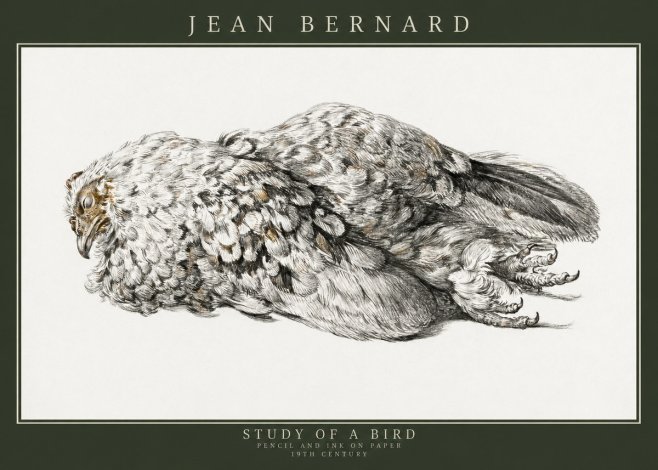 Jean Bernard Study of a Bird I No3 - Poszter