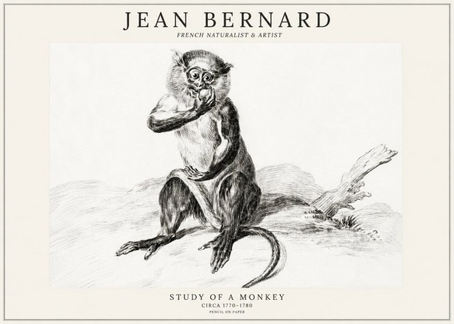 Jean Bernard Study of a Monkey No3 - Poszter