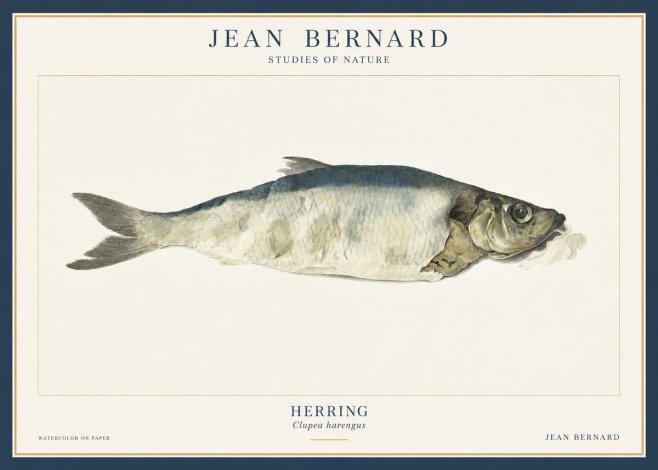 Jean Bernard Herring No3 - Poszter