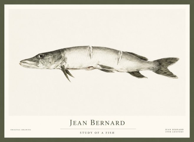 Jean Bernard Study of a Fish II No1 - Poszter