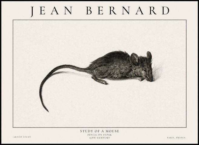 Jean Bernard Study of a Mouse I No6 - Poszter