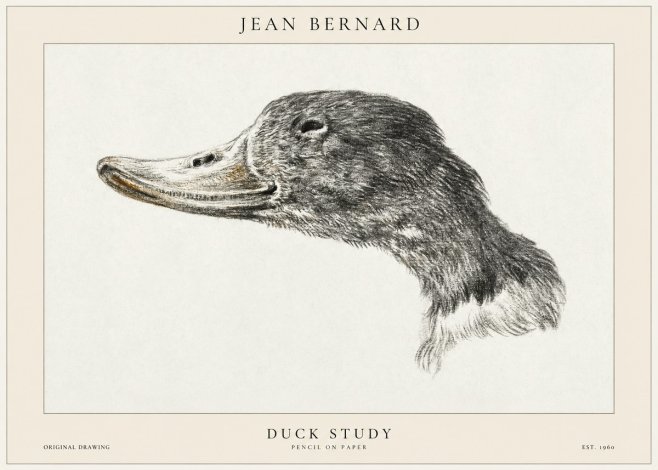 Jean Bernard Study of a Duck No2 - Poszter