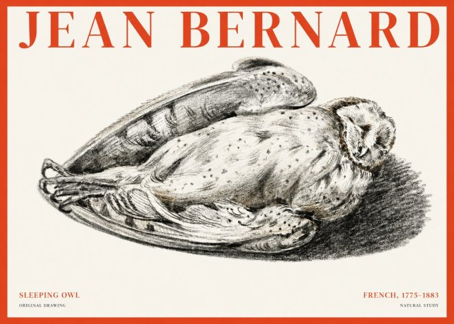 Jean Bernard Sleeping Owl No1 - Poszter