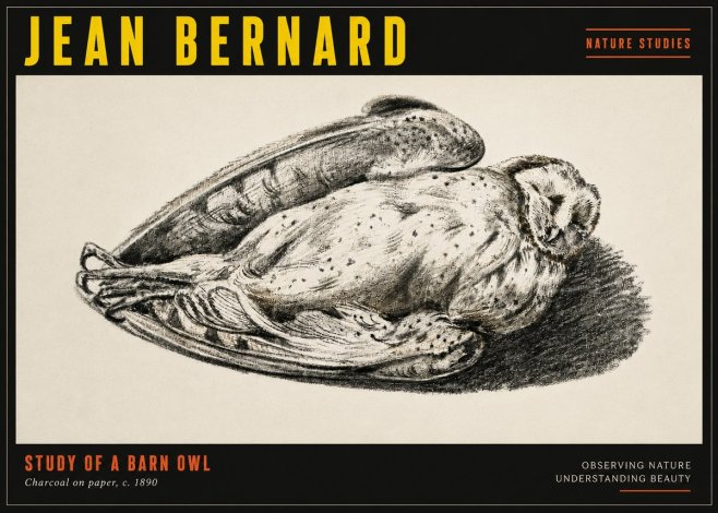 Jean Bernard Sleeping Owl No5 - Poszter