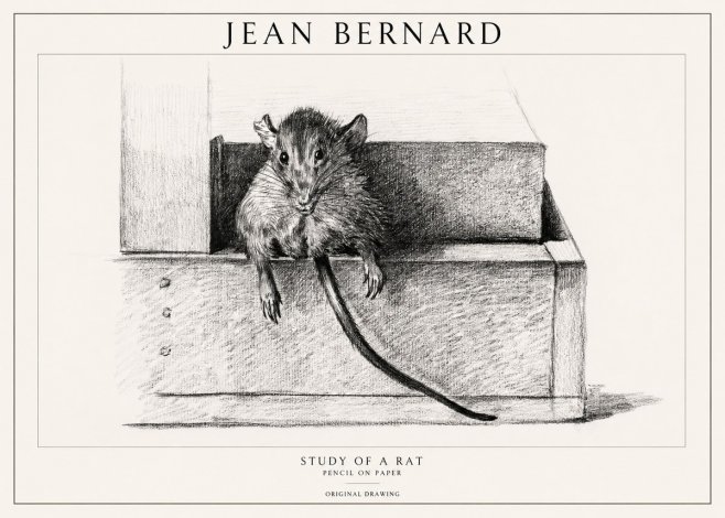 Jean Bernard Study of a Rat I No1 - Poszter