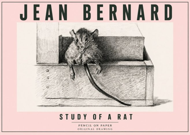 Jean Bernard Study of a Rat I No5 - Poszter