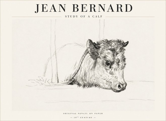 Jean Bernard Study of a Calf I No1 - Poszter