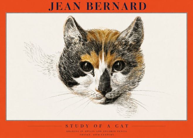 Jean Bernard Study of a Cat II No2 - Poszter