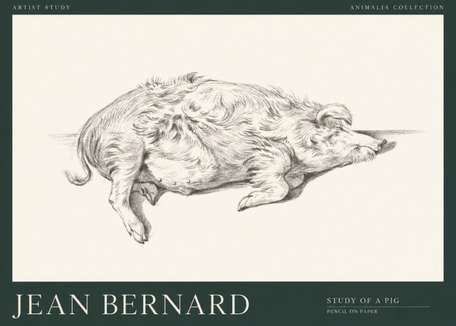 Jean Bernard Study of a Pig I No1 - Poszter