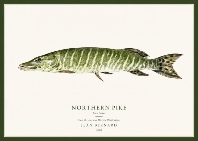Jean Bernard Northern Pike No1 - Poszter