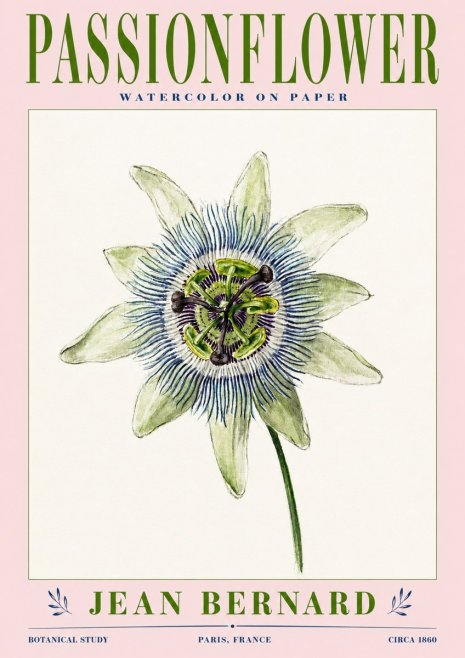 Jean Bernard Passionflower No3 - Poszter