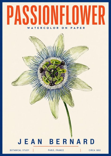 Jean Bernard Passionflower No4 - Poszter