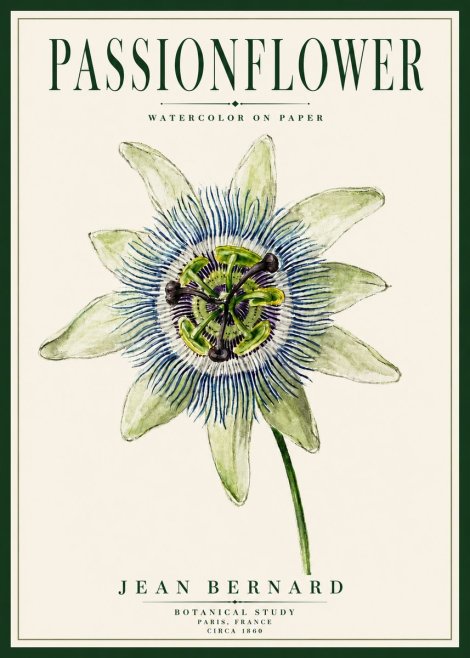 Jean Bernard Passionflower No5 - Poszter