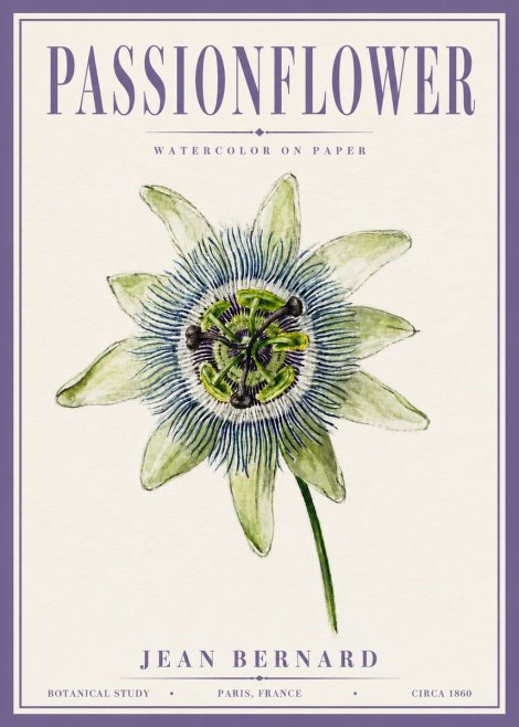 Jean Bernard Passionflower No6 - Poszter