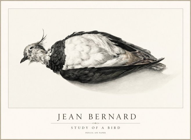 Jean Bernard Study of a Bird II No2 - Poszter