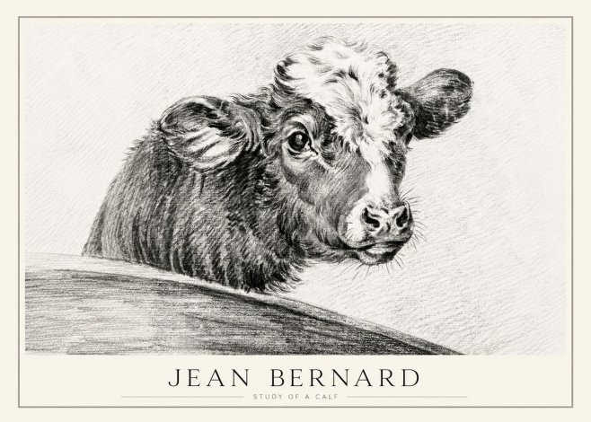 Jean Bernard Study of a Calf II No1 - Poszter