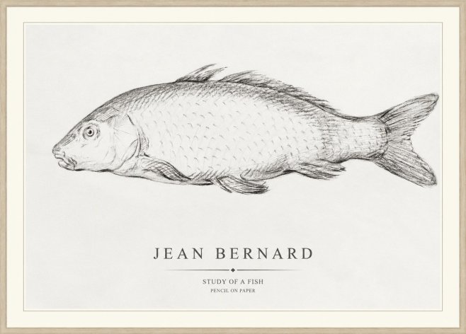 Jean Bernard Study of a Fish III No1 - Poszter