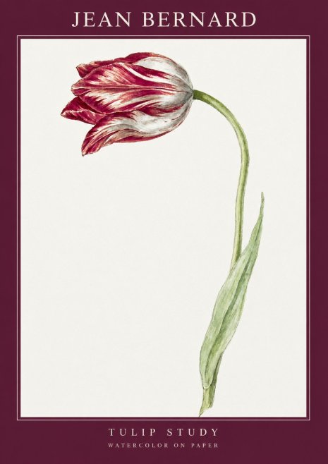 Jean Bernard Tulip Study No2 - Poszter
