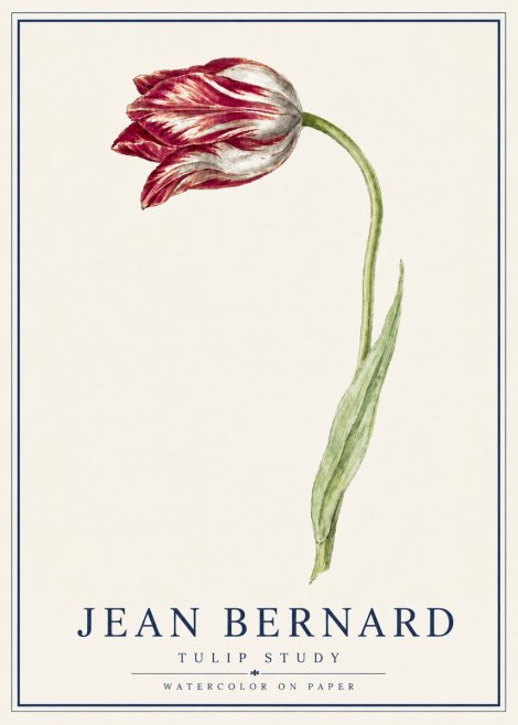 Jean Bernard Tulip Study No5 - Poszter