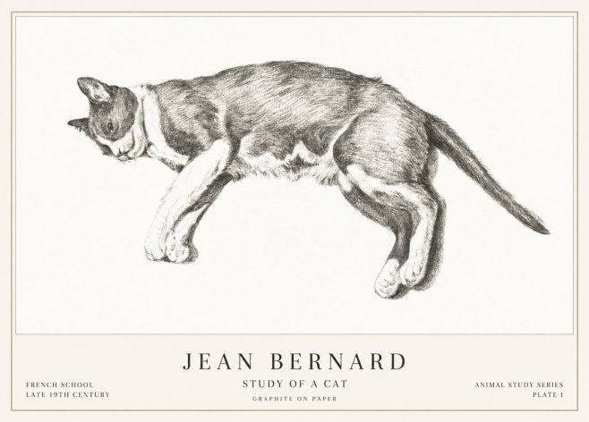 Jean Bernard Cat Study VII No3 - Poszter