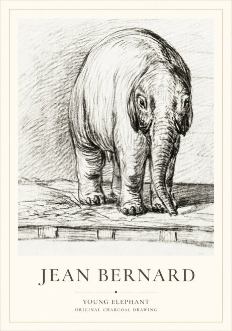Jean Bernard Young Elephant No1 - Poszter