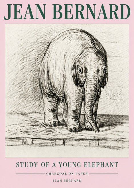 Jean Bernard Young Elephant No5 - Poszter